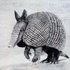 
Armadillo (2013) 
Oil on Canvas 36 x 36 inches.