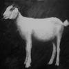 
Robert's Goat (2011)
Oil on Canvas 36 x 36 inches.