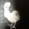 
Chick 20 x 20 inches
Oil on canvas
$400.00